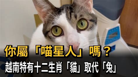 貓 生肖|你屬「喵星人」嗎？ 越南特有十二生肖「貓」取代「兔」